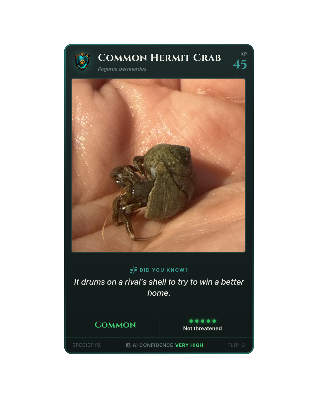 Speciefy species card: hermit crab