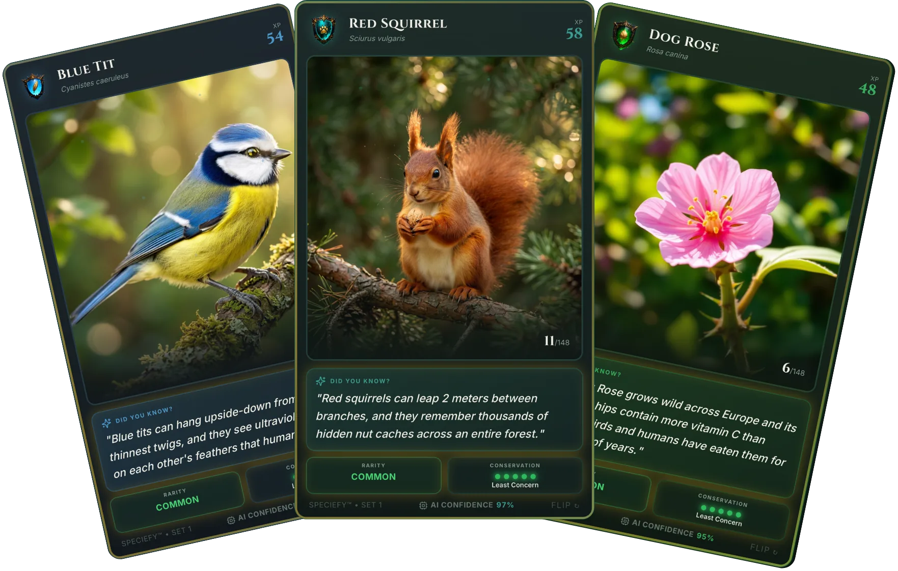 Species cards from Speciefy — Nature bingo's sister app