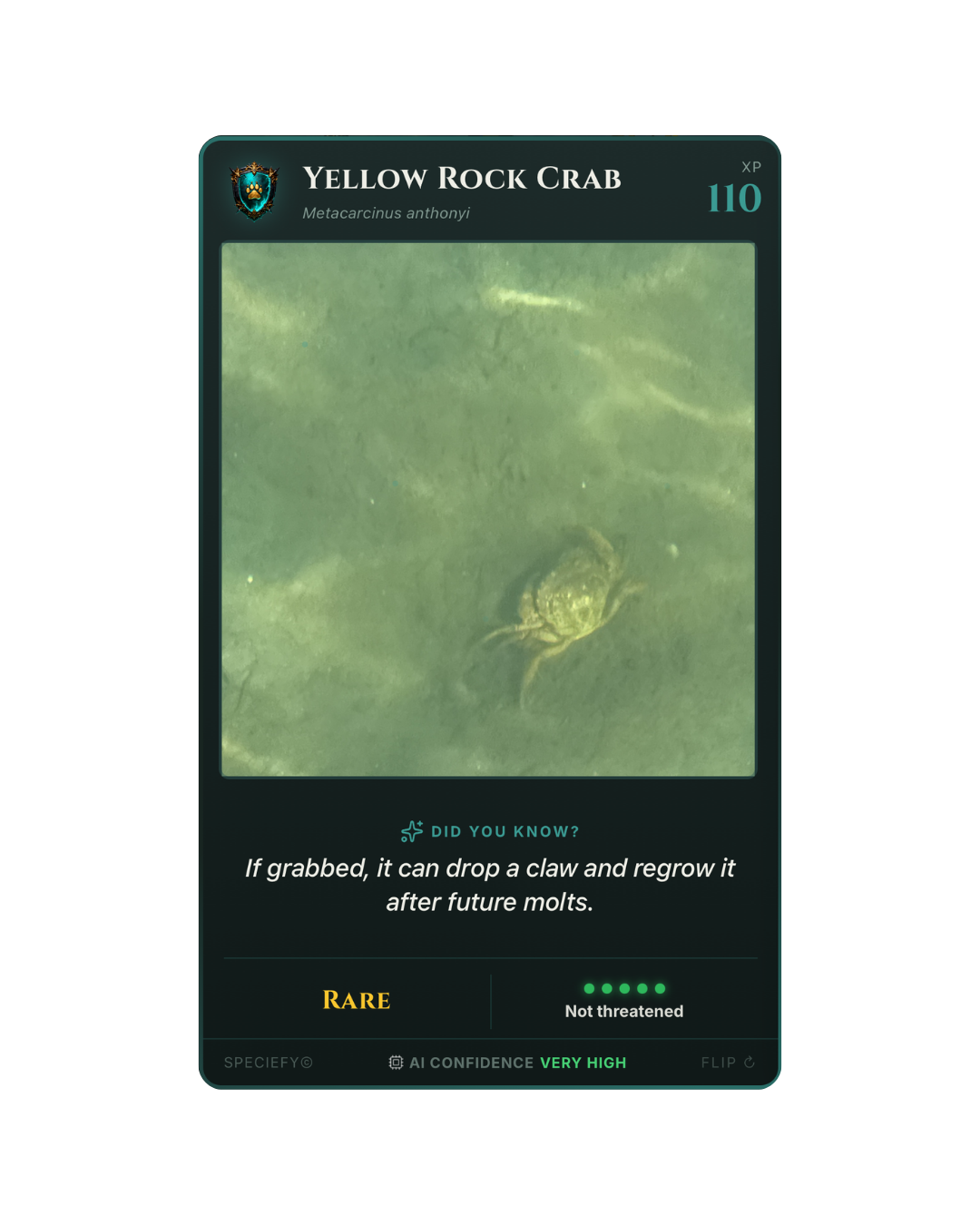 Speciefy species card: yellow rock crab