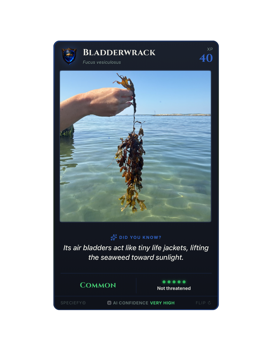 Speciefy species card: bladderwrack seaweed