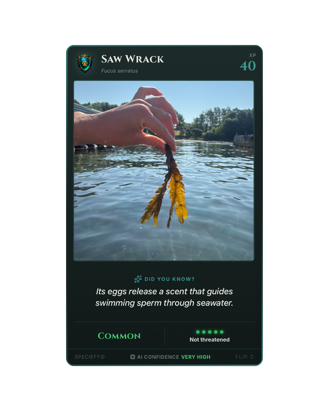 Speciefy species card: saw wrack seaweed